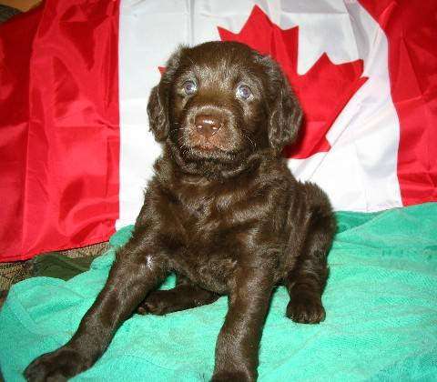 Wild Rose Kennels Labradoodles